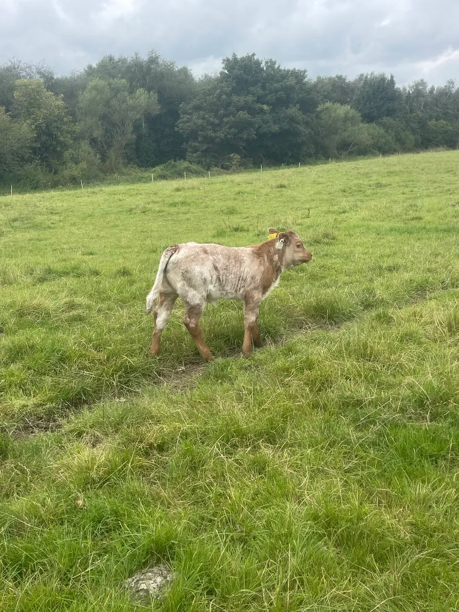 Calf - Image 1