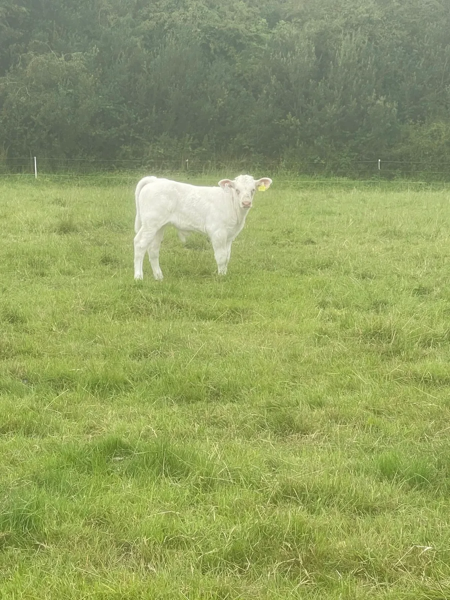 Calf - Image 2