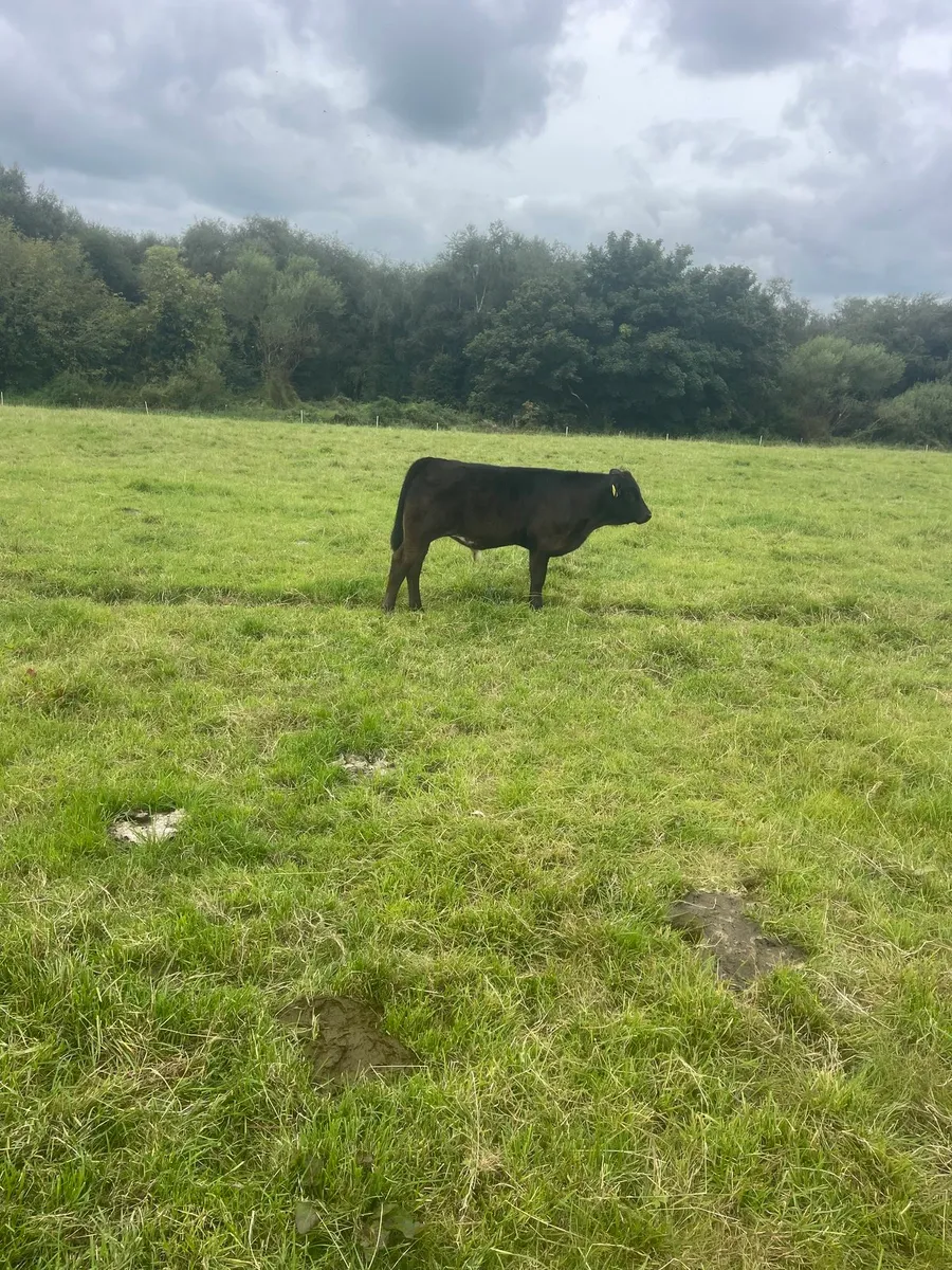Calf - Image 3