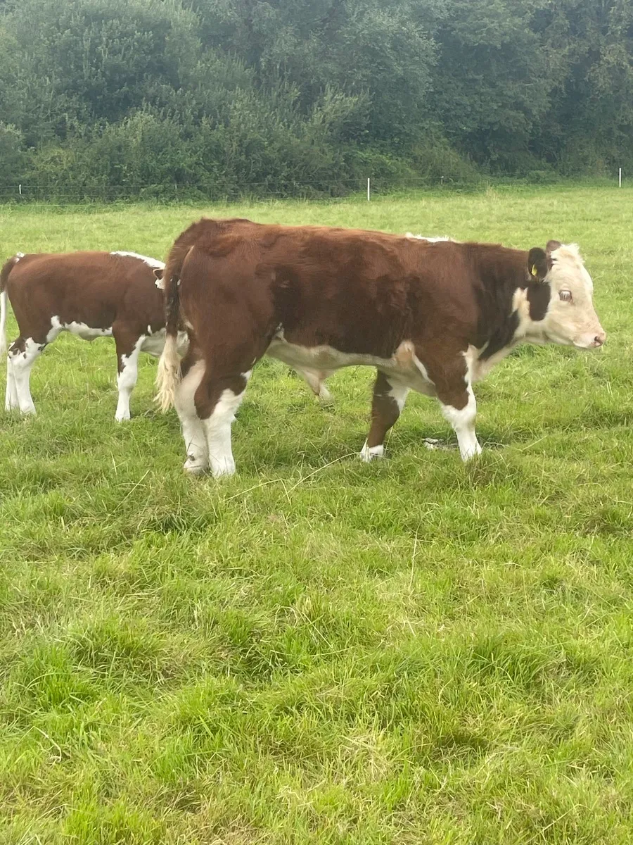 Calf - Image 4