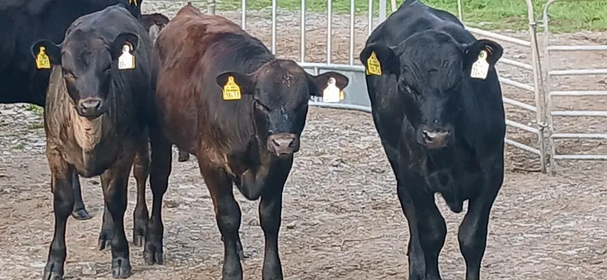 Organic Weanlings Athenry Mart