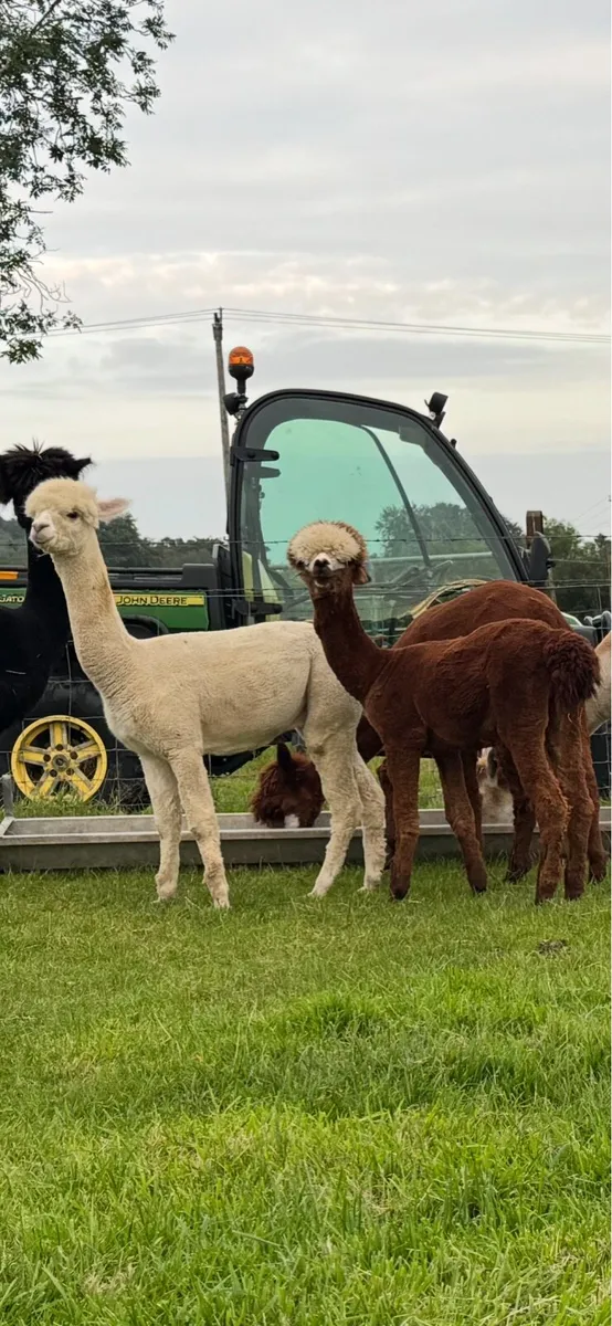 Pet boy alpacas - Image 1