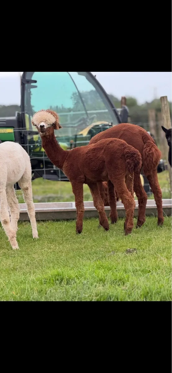 Pet boy alpacas - Image 2