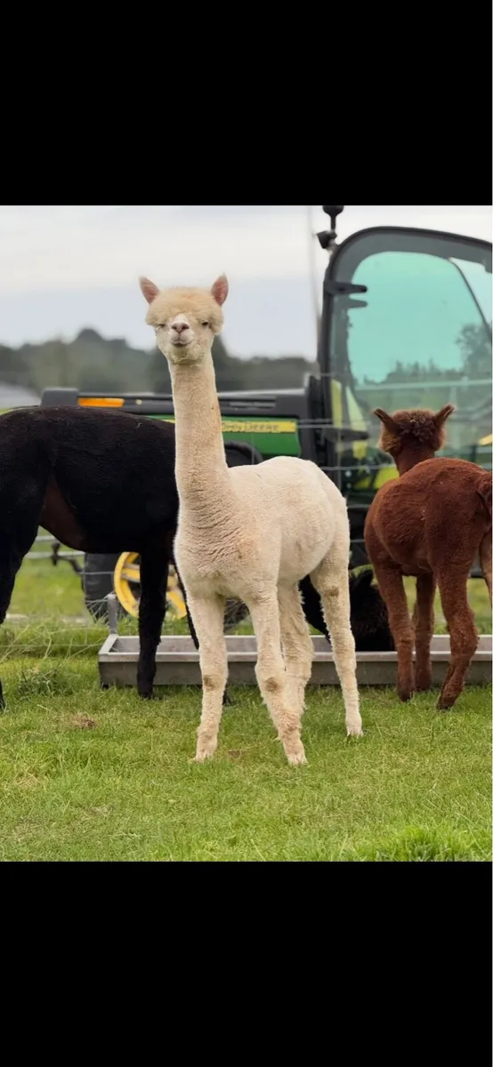 Pet boy alpacas - Image 3