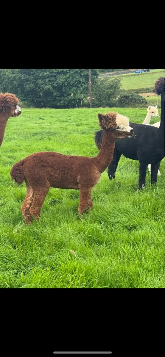 Pet boy alpacas - Image 4