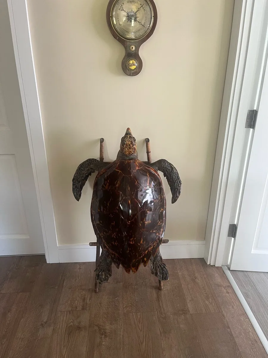 Antique Rare Large Taxidermy Sea Turtle - Image 1