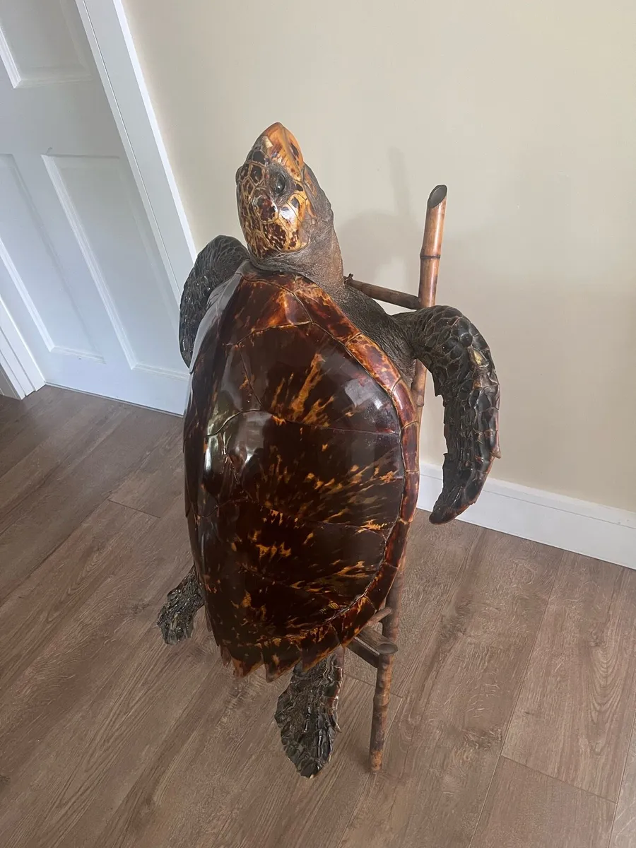 Antique Rare Large Taxidermy Sea Turtle - Image 2