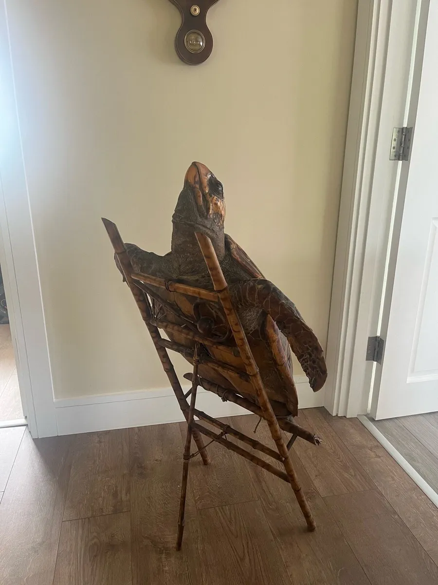 Antique Rare Large Taxidermy Sea Turtle - Image 4