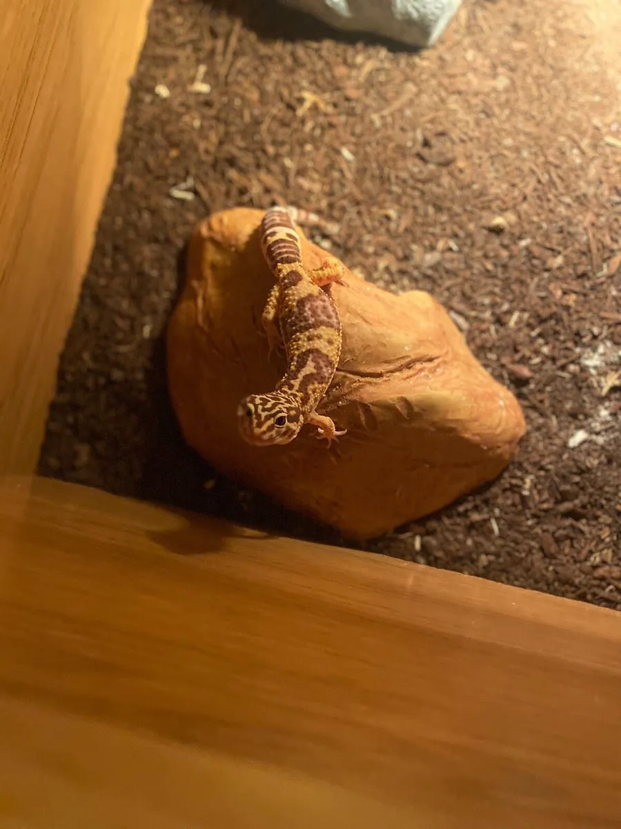 Leopard Gecko 🦎, with a full set - Image 1