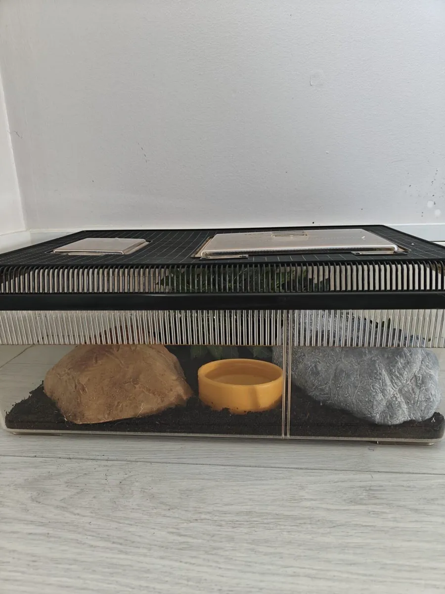 Leopard Gecko 🦎, with a full set - Image 3