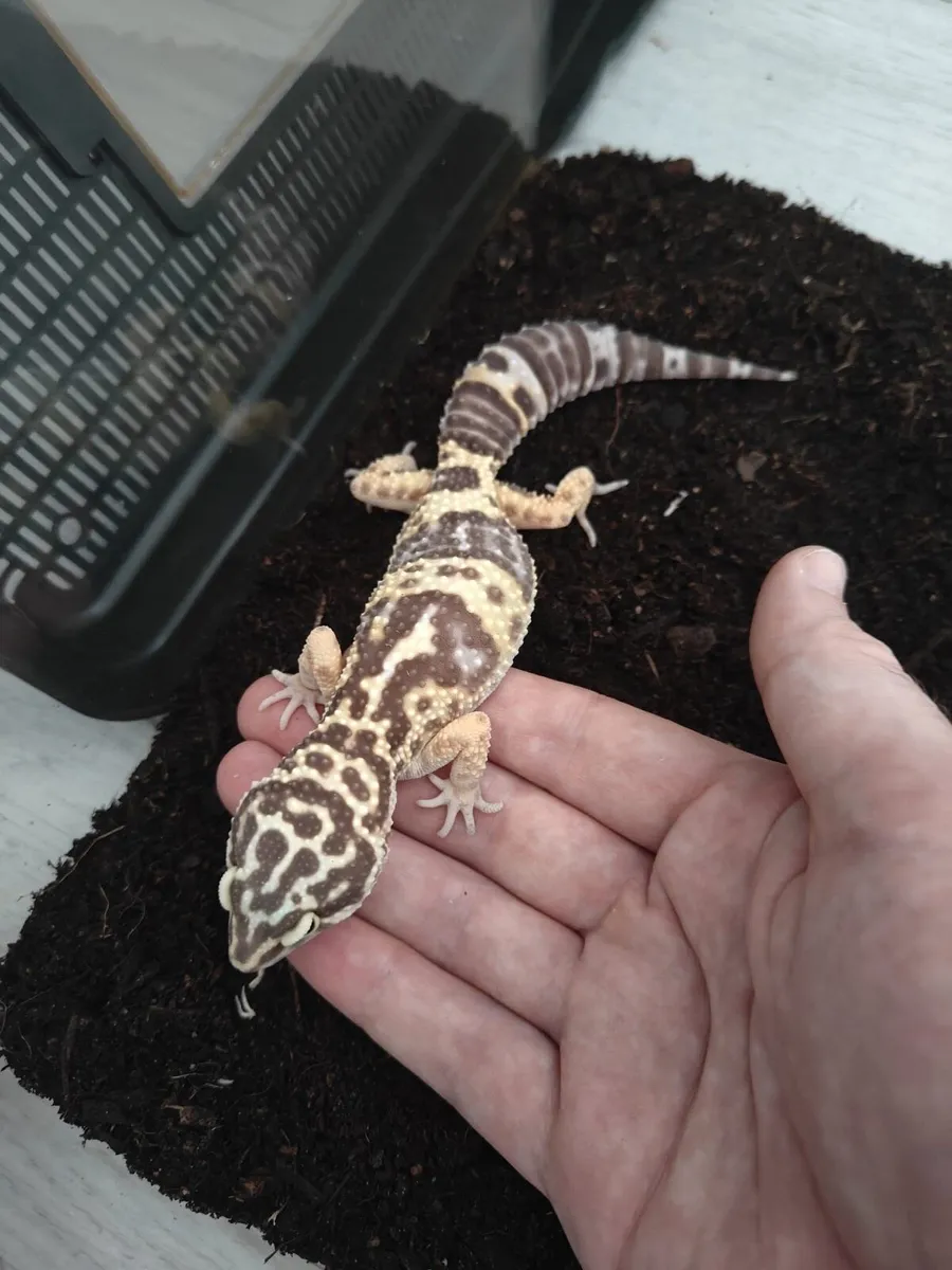 Leopard Gecko 🦎, with a full set - Image 4