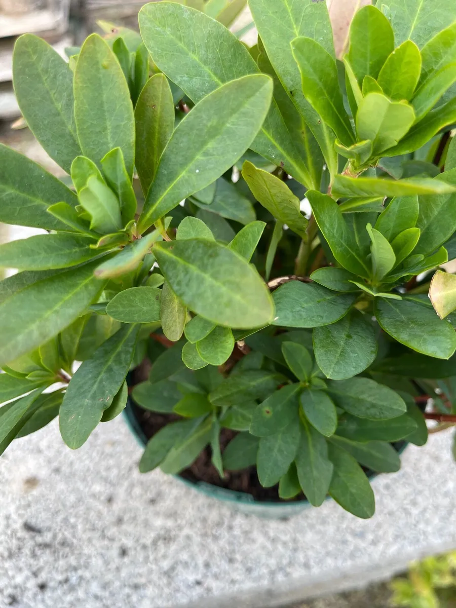 Euphorbia amygdaloides var. robbiae