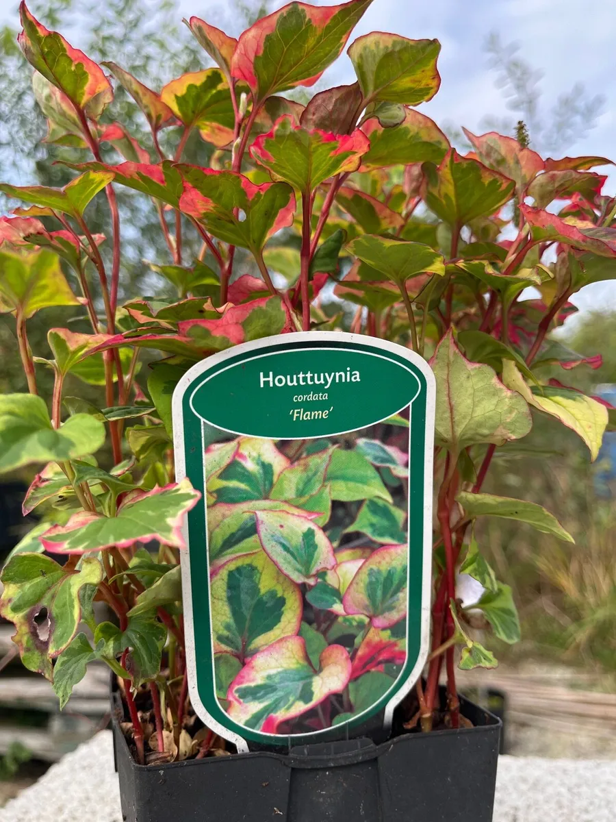 Houttuynia cordata 'Flame'