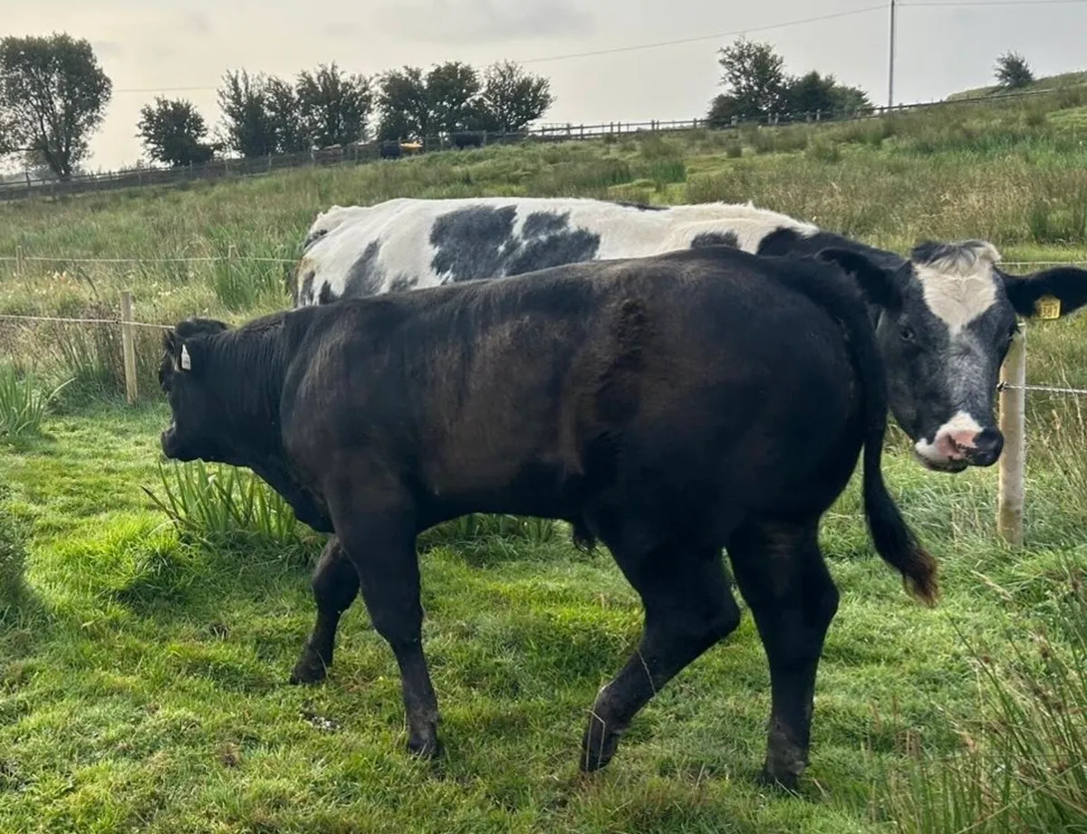 Bull Weanlings - Image 1