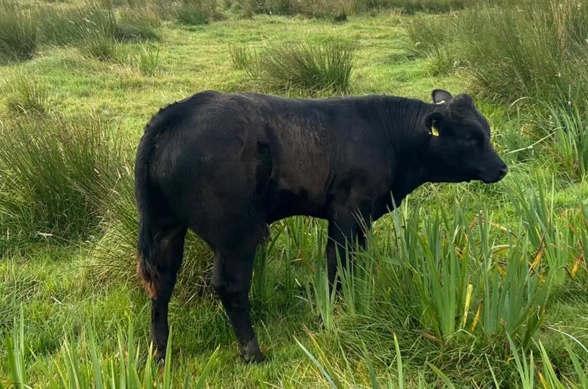 Bull Weanlings - Image 2