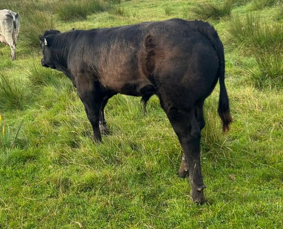 Bull Weanlings - Image 3