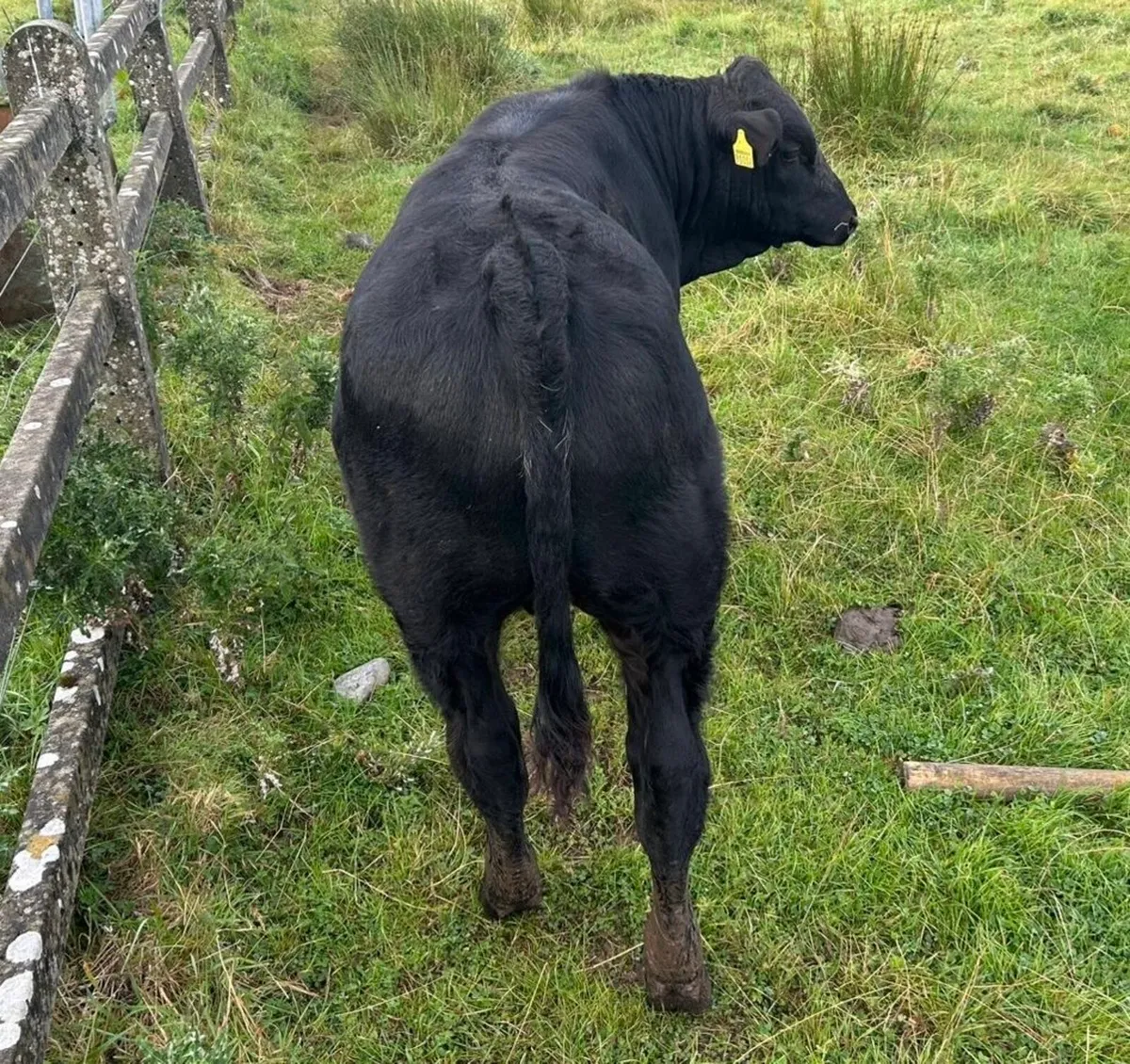 Bull Weanlings - Image 4