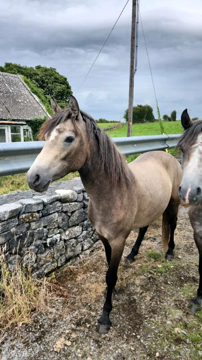 3 Connemara Dun Filly's - Image 2