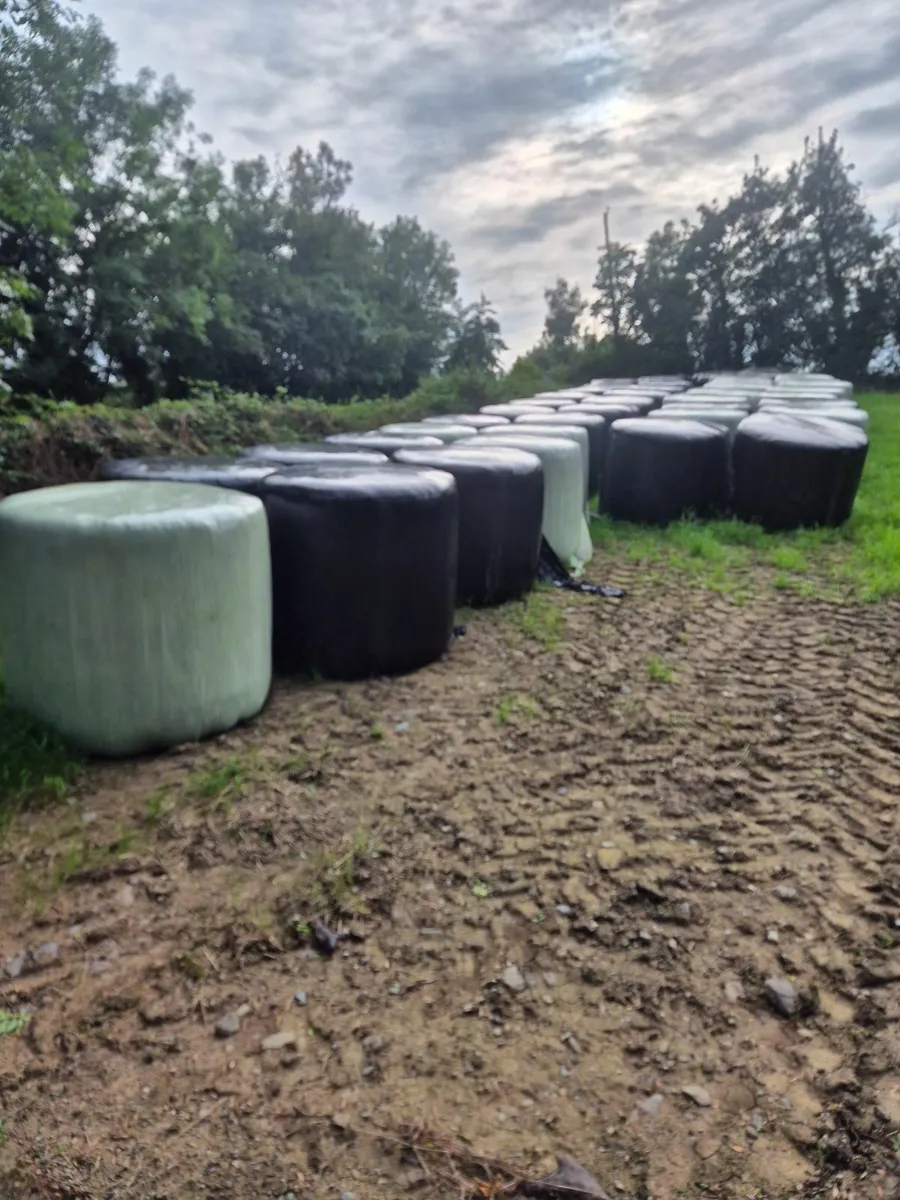 Whole Crop Bales and Silage bales - Image 3
