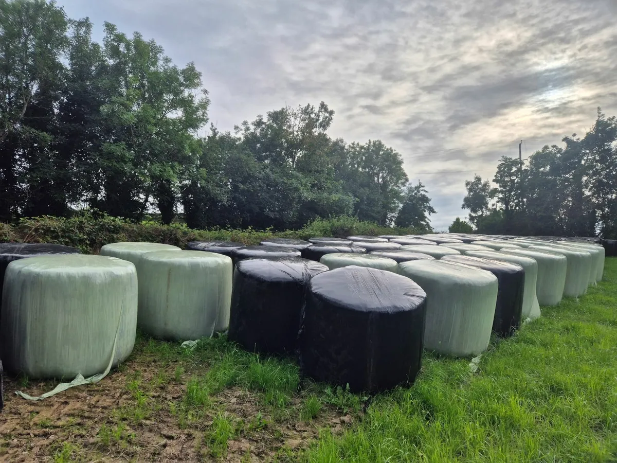 Whole Crop Bales and Silage bales - Image 4