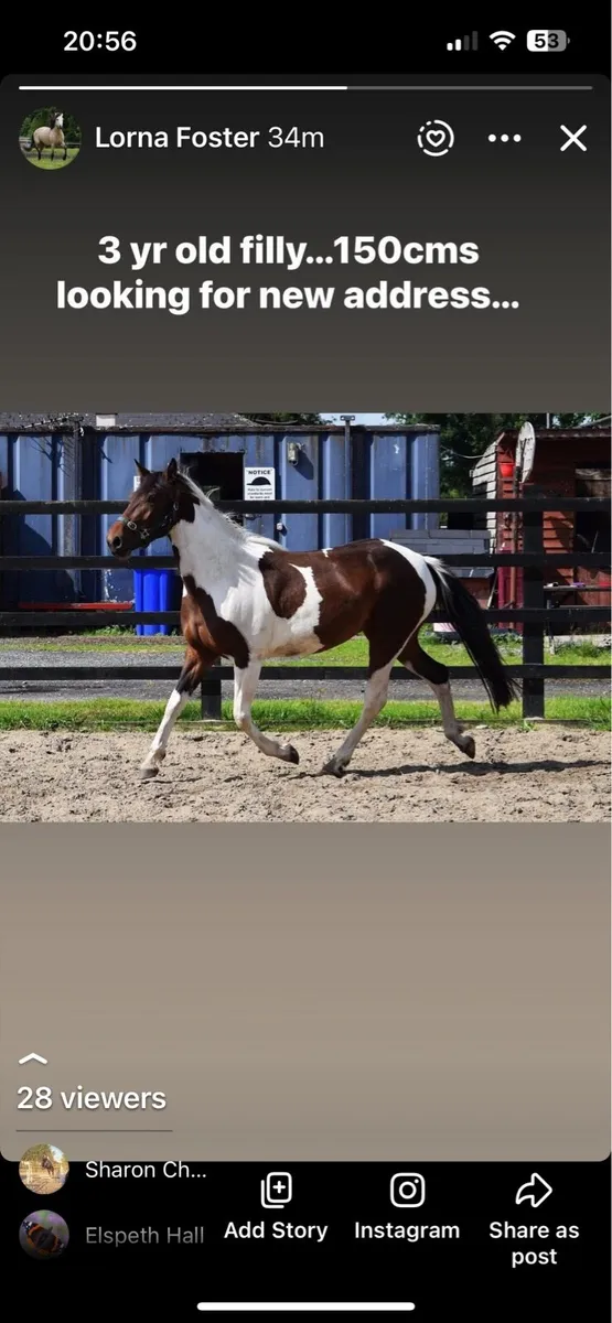 3yo 150cm skewbald unbroken filly - Image 2