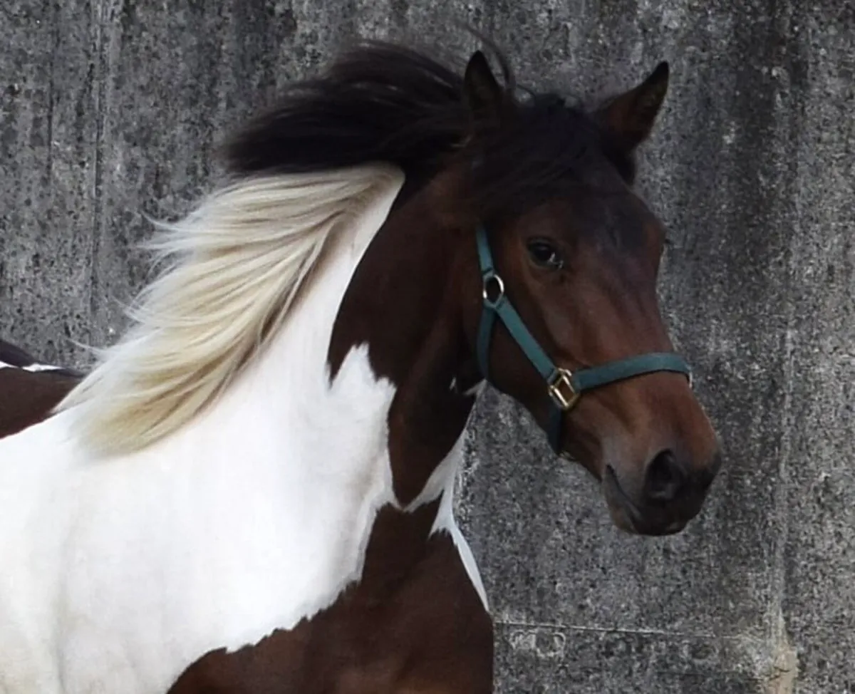 3yo 150cm skewbald unbroken filly - Image 3