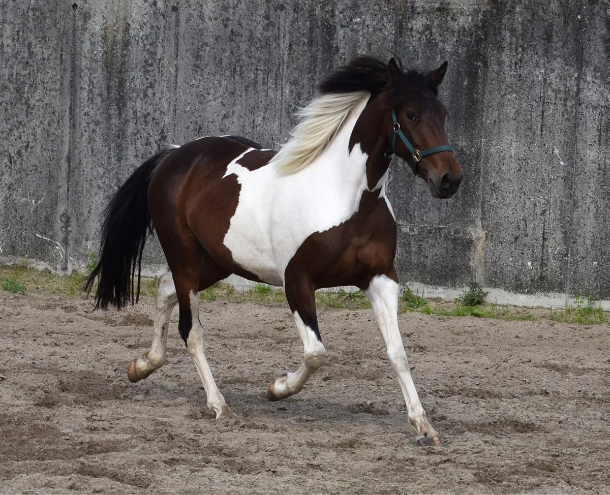 3yo 150cm skewbald unbroken filly - Image 4