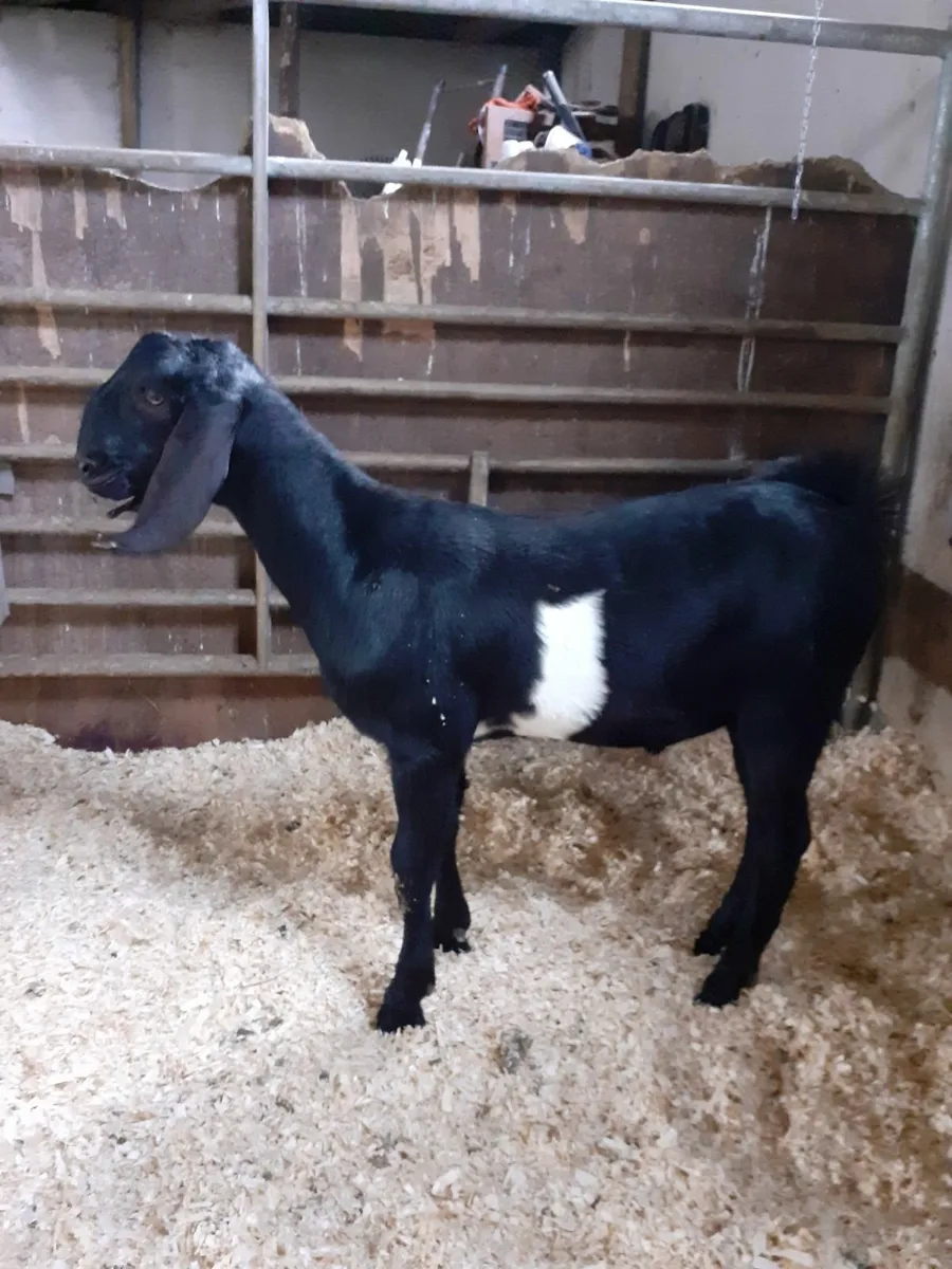 Pedigree Anglo Nubian males - Image 1