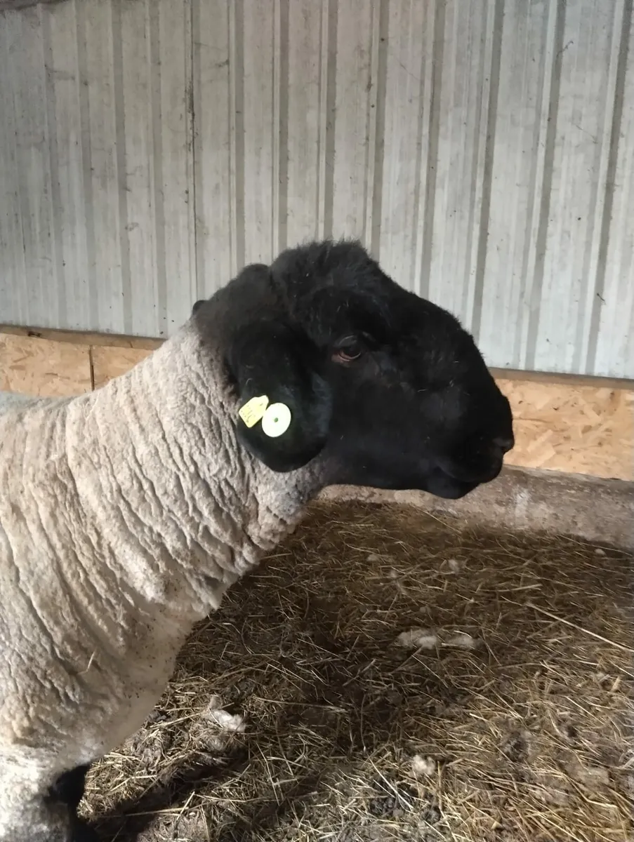 SIS Suffolk ram - Image 1