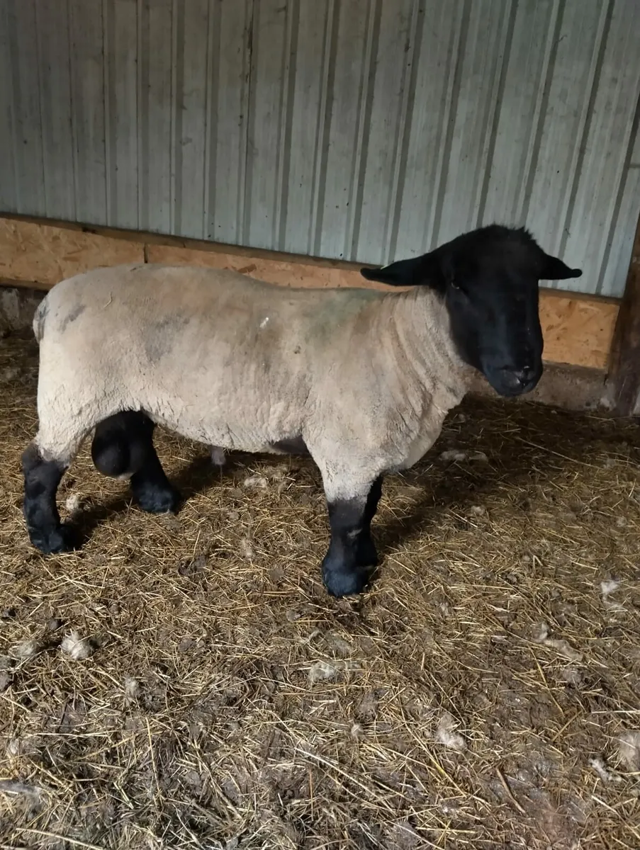 SIS Suffolk ram - Image 3