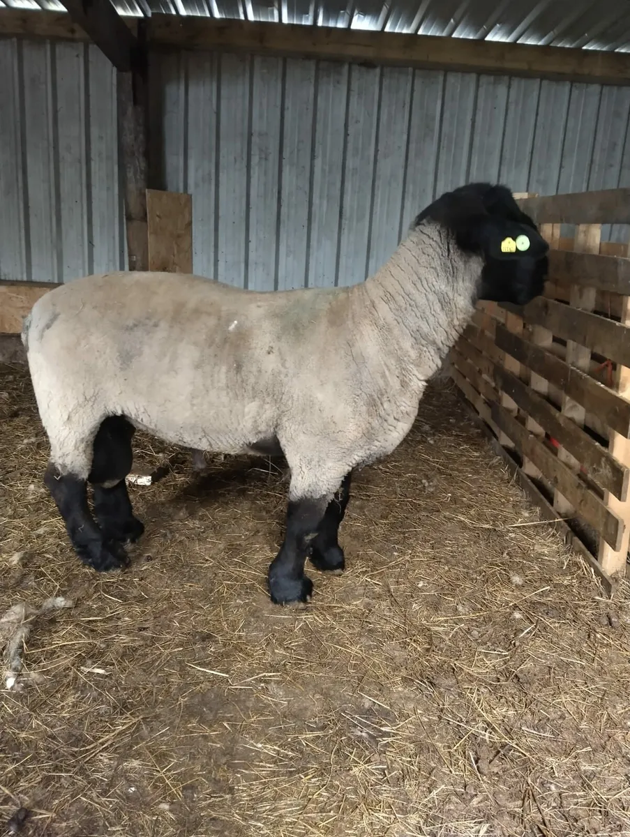 SIS Suffolk ram - Image 4