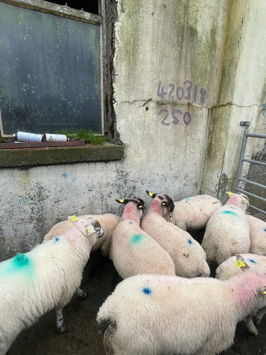 Crossbred Store Lambs - Image 2