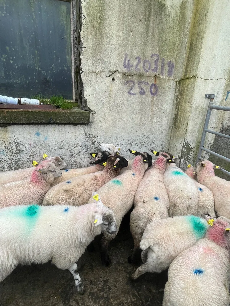 Crossbred Store Lambs - Image 3