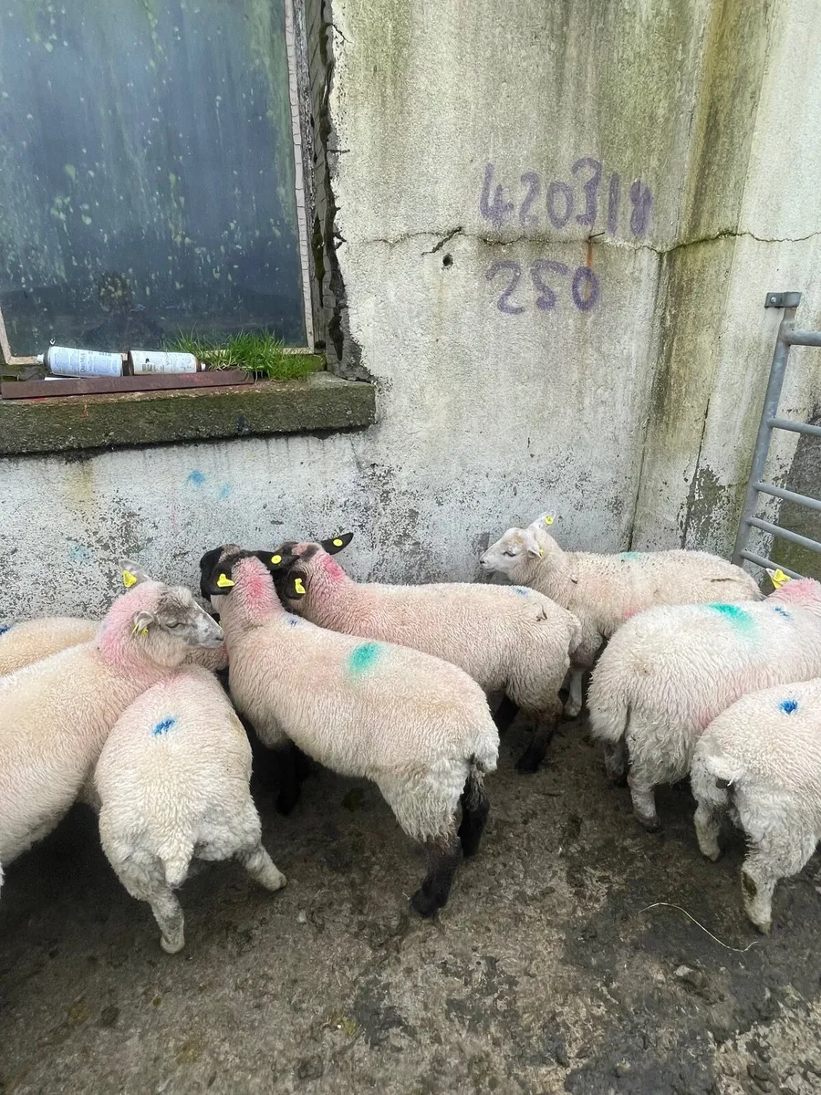 Crossbred Store Lambs - Image 1