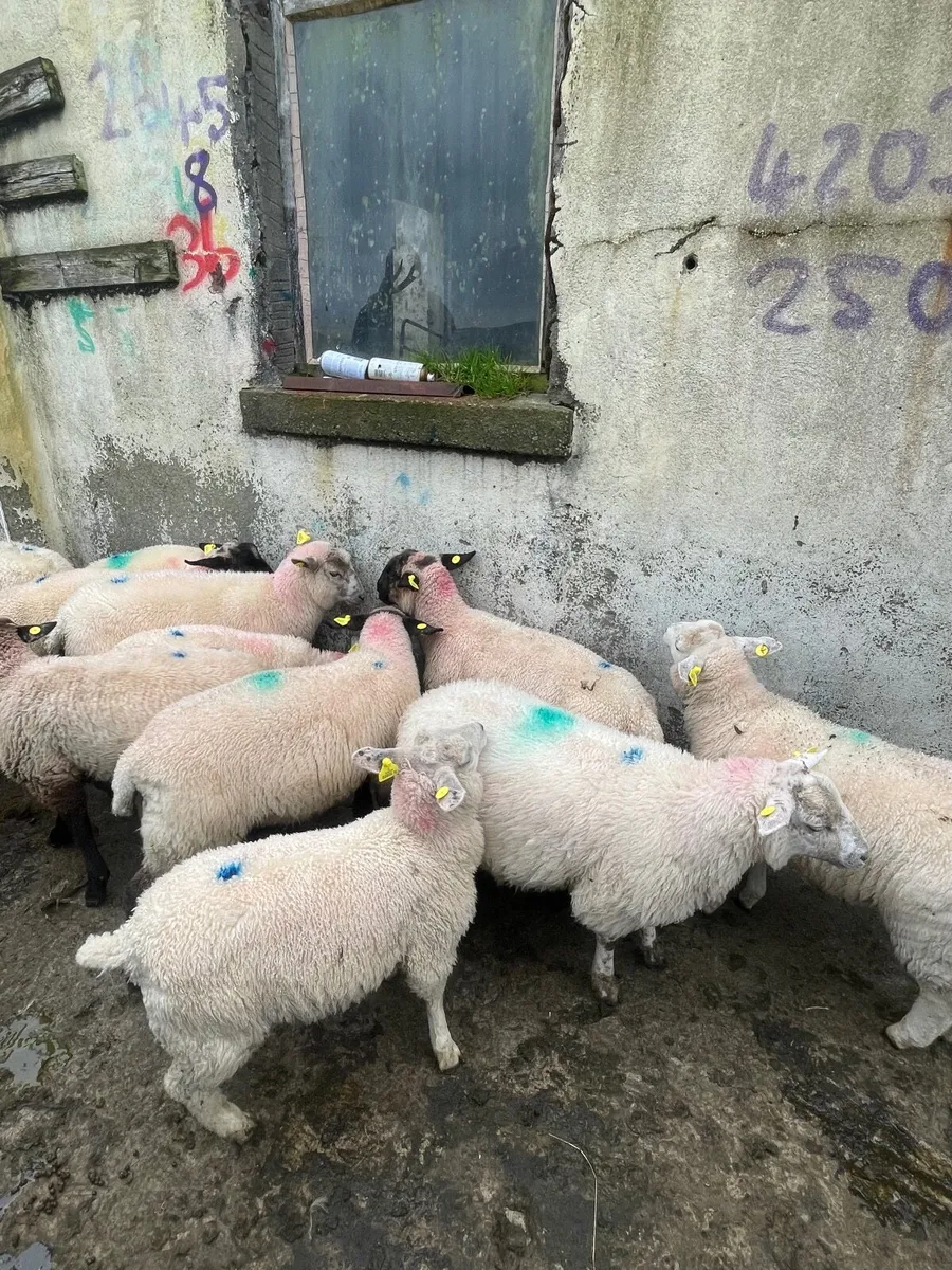 Crossbred Store Lambs - Image 4