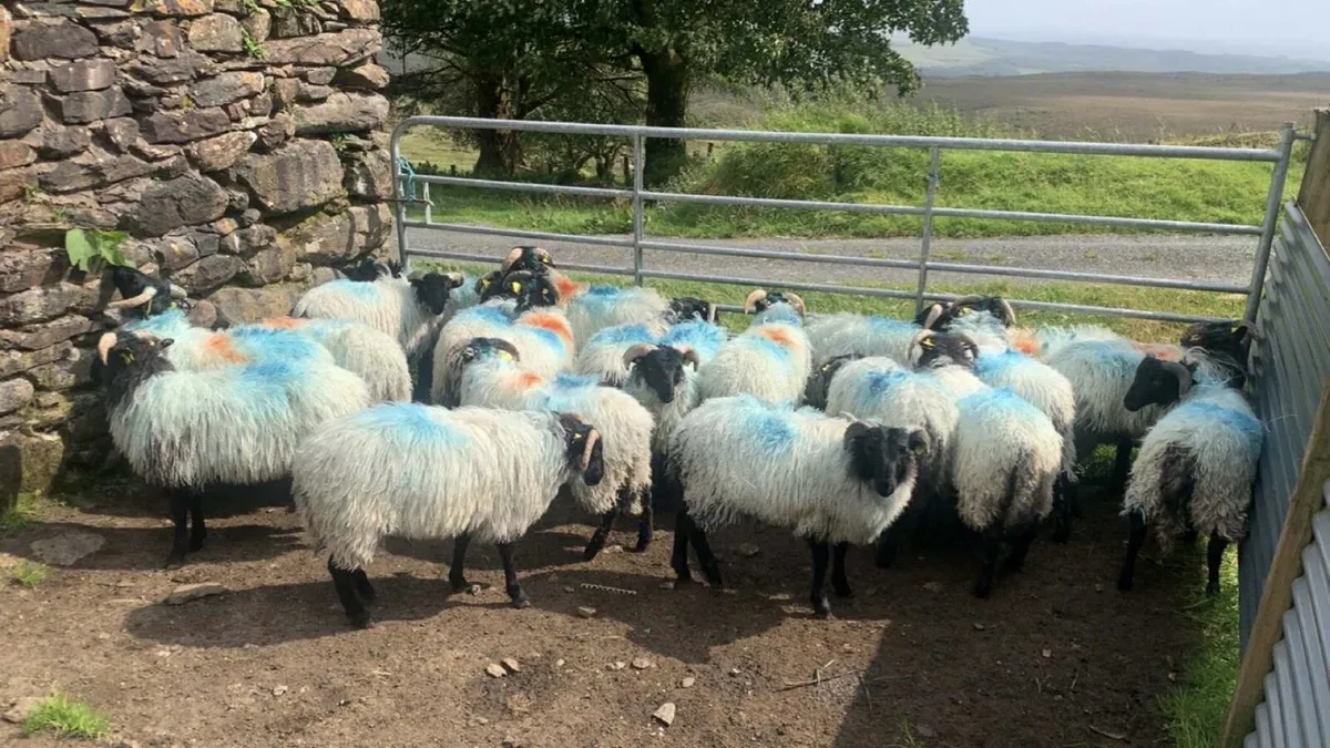 Mountain Ram Lambs - Image 2