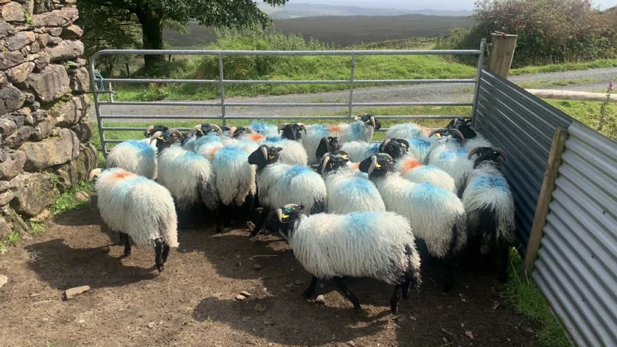 Mountain Ram Lambs - Image 3