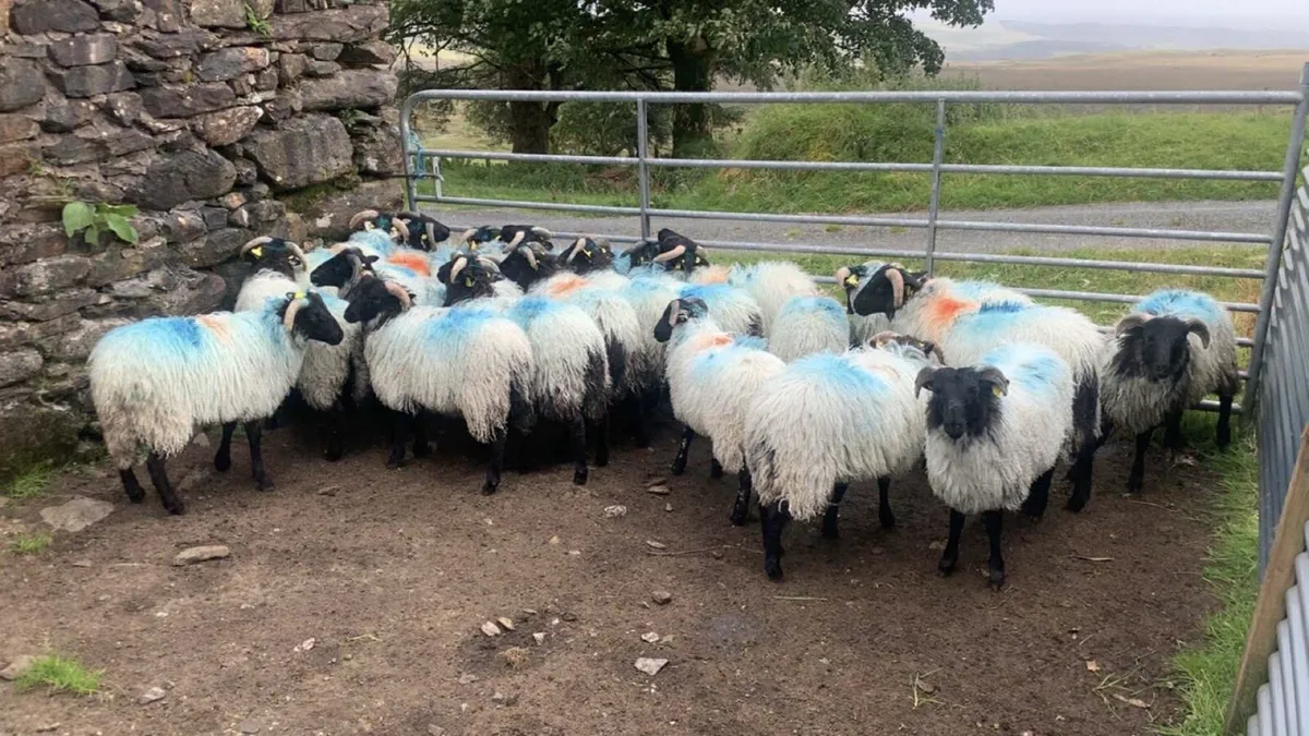 Mountain Ram Lambs - Image 4