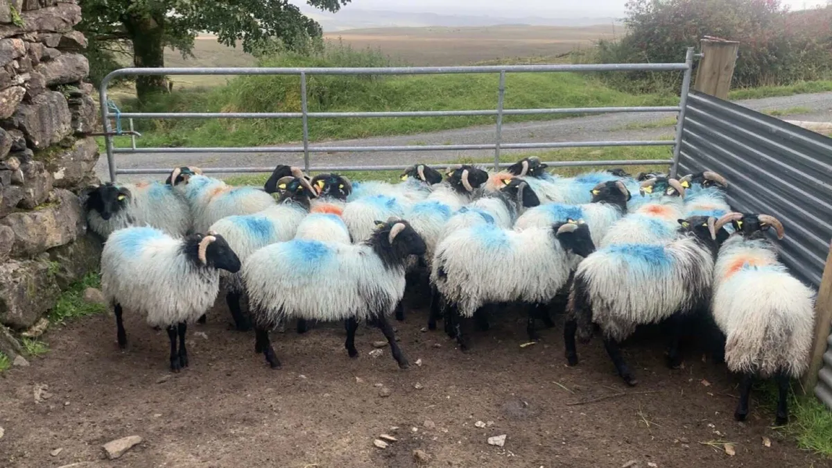 Mountain Ram Lambs - Image 1