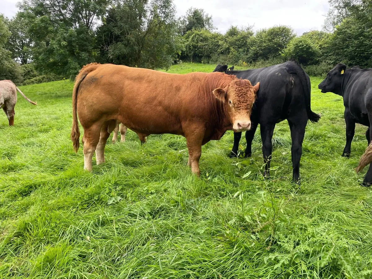 Pedigree Limousin Bull - Image 1