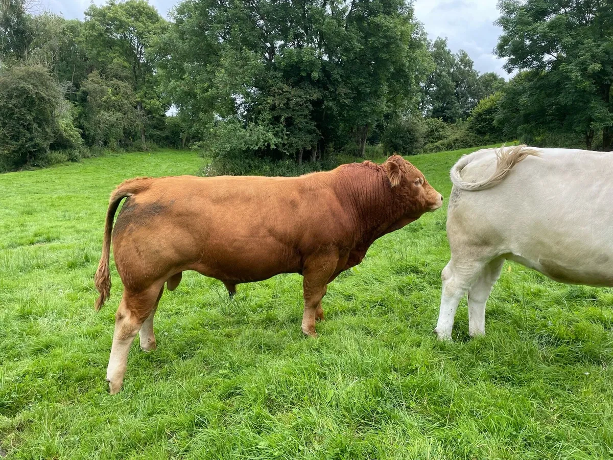 Pedigree Limousin Bull - Image 2