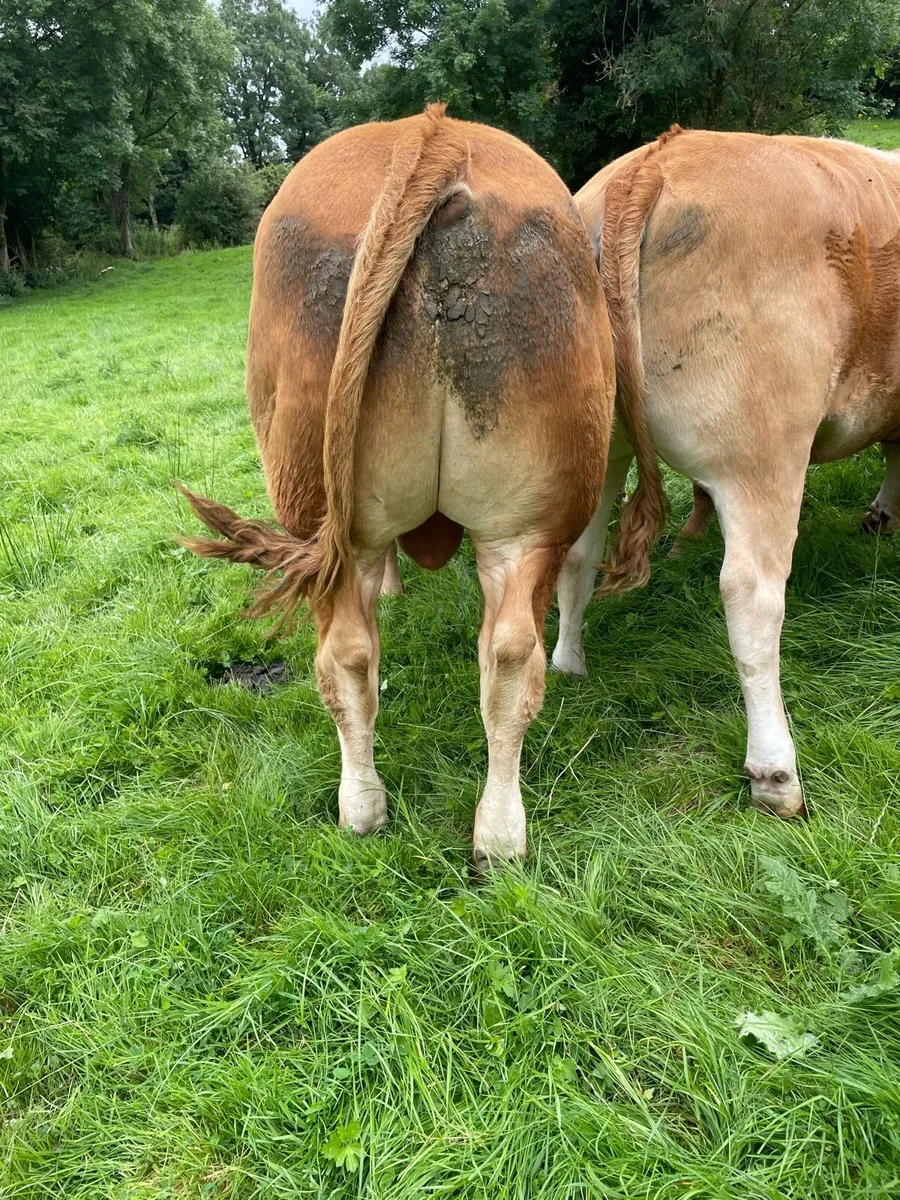 Pedigree Limousin Bull - Image 3