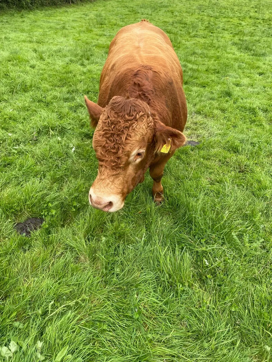 Pedigree Limousin Bull - Image 4