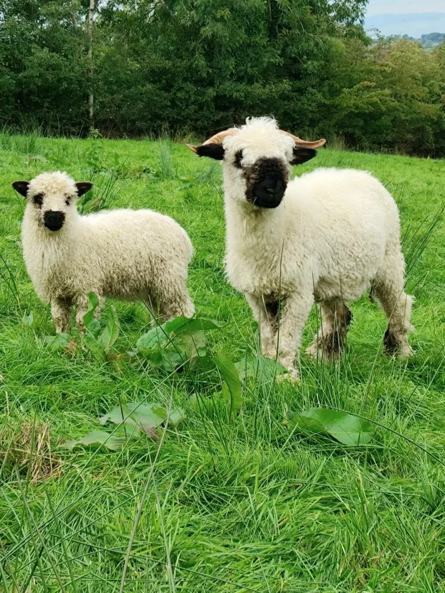 Swiss Valais Blacknose Ewe and Lamb - Image 2