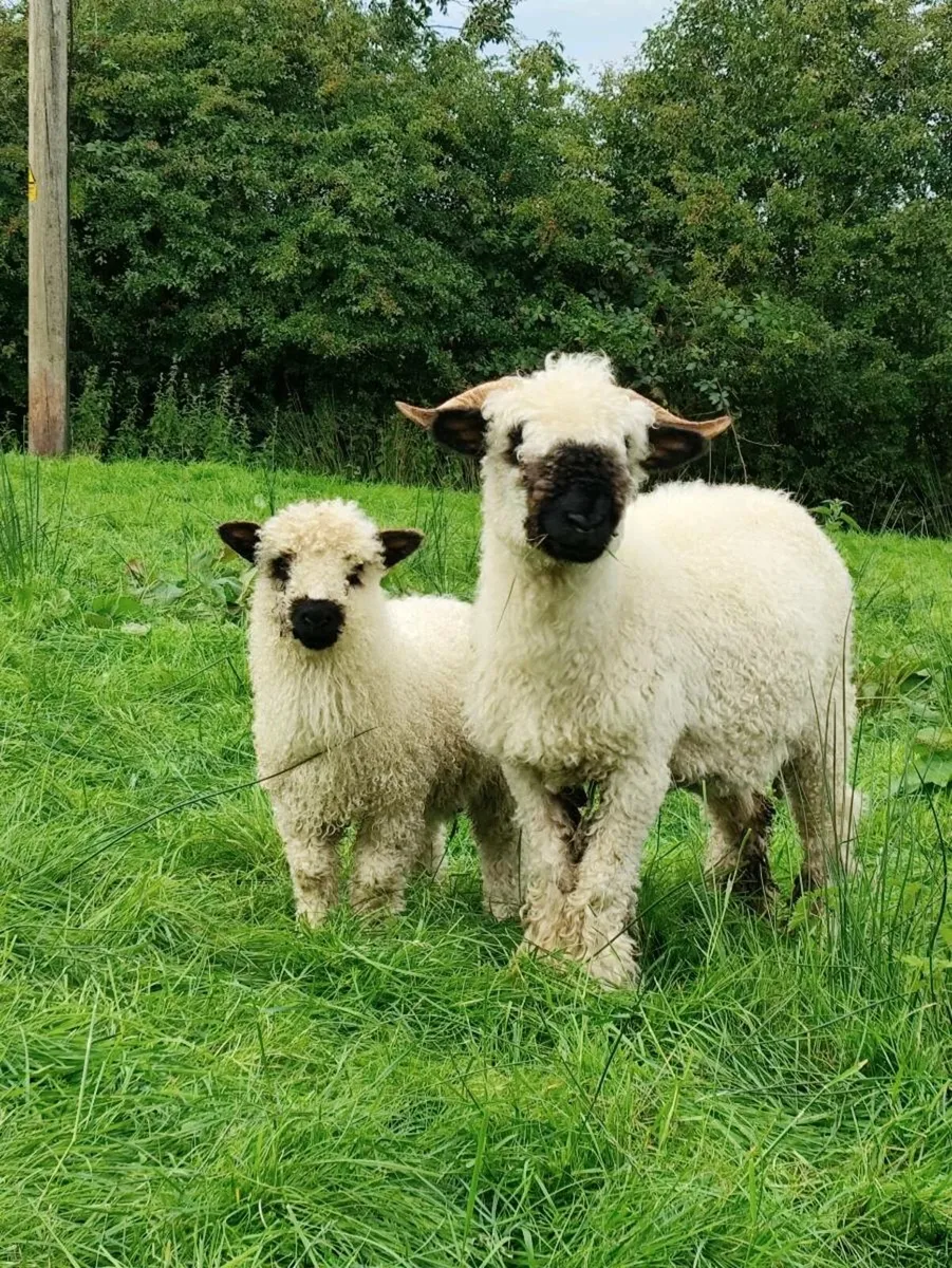 Swiss Valais Blacknose Ewe and Lamb - Image 3