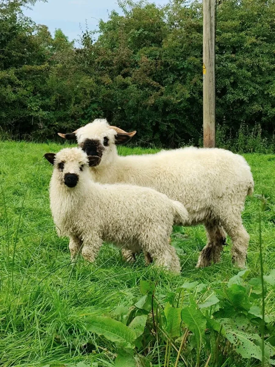 Swiss Valais Blacknose Ewe and Lamb - Image 4
