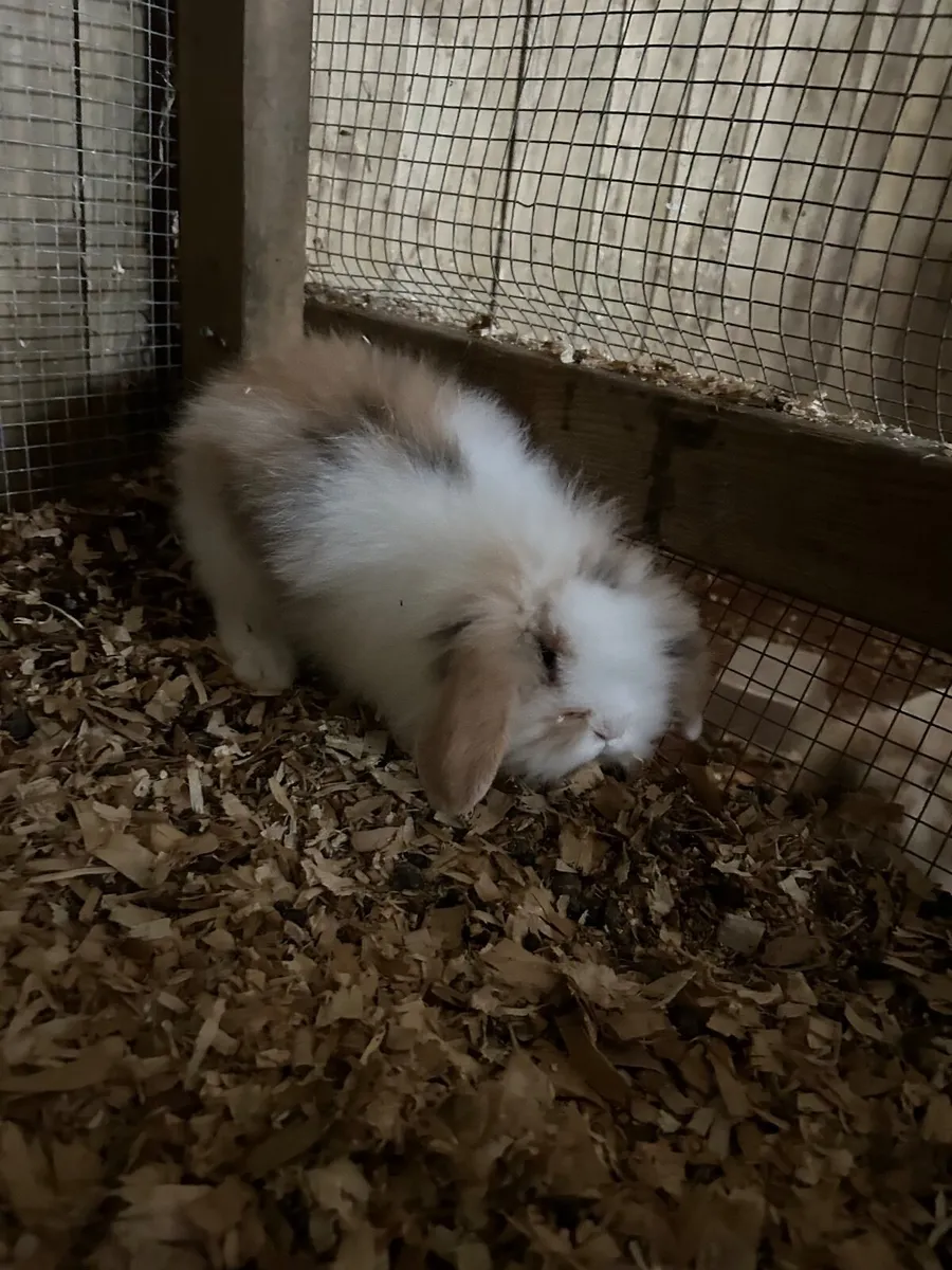 Last one left !!Mini lob cross rabbit 2 months old - Image 2