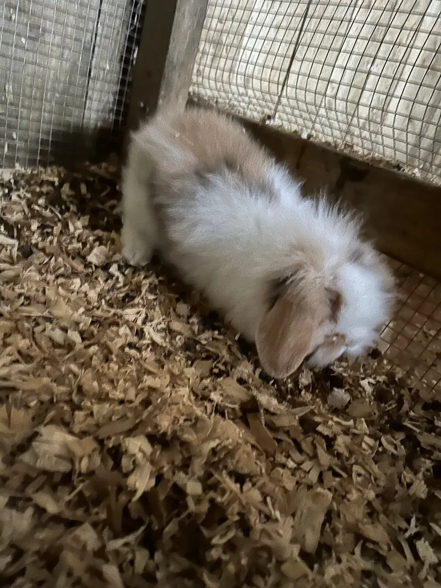 Last one left !!Mini lob cross rabbit 2 months old - Image 3