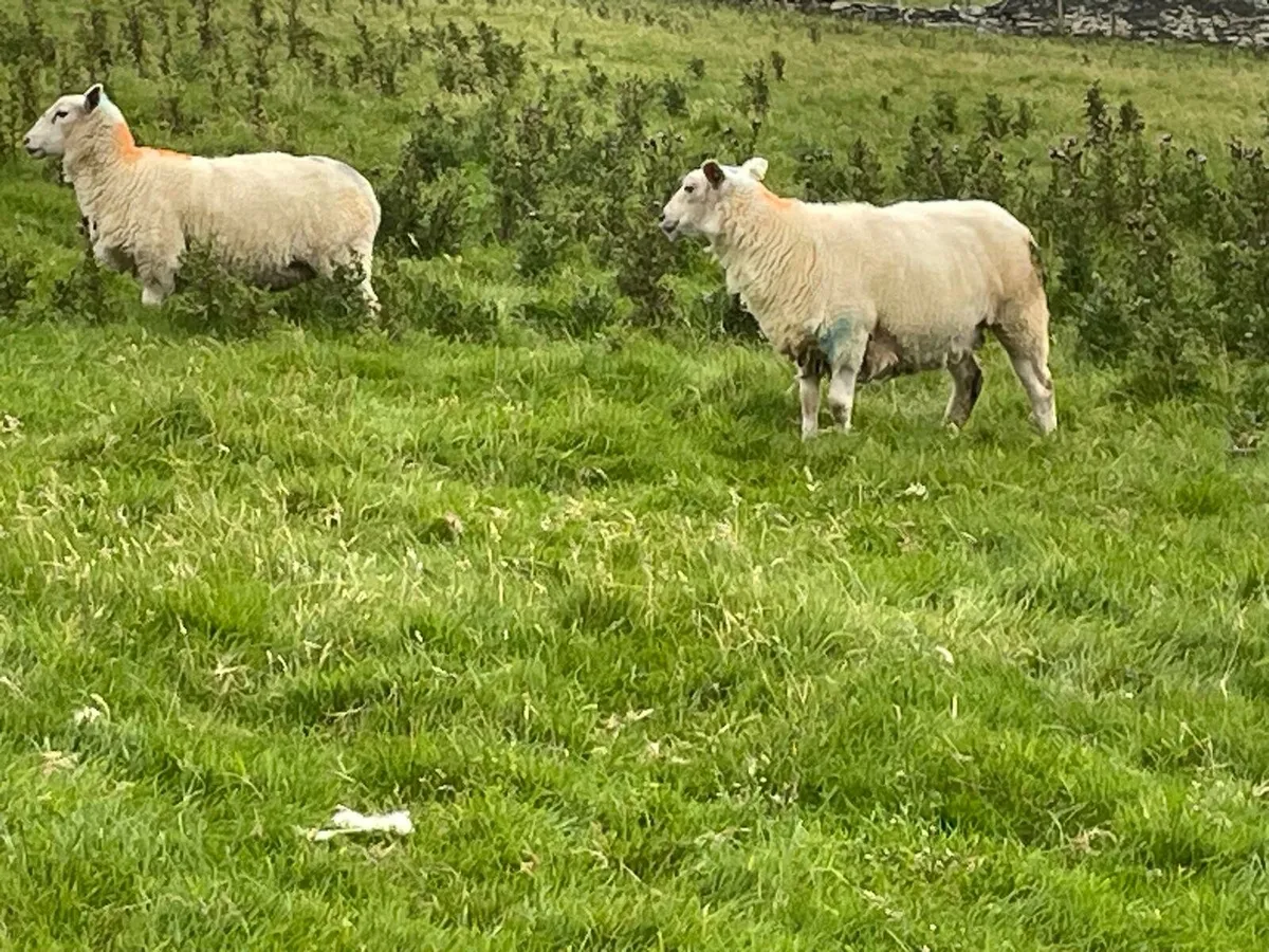 Hoggets - Image 1