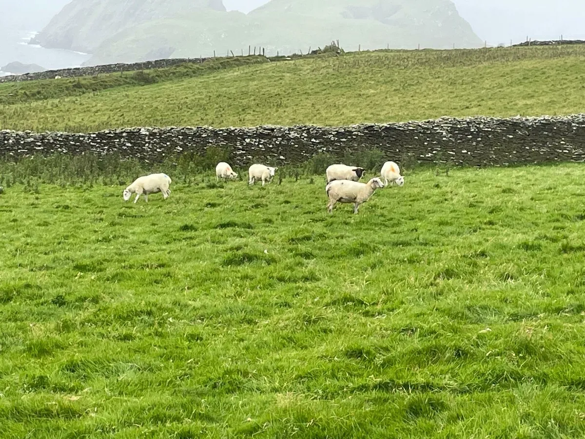 Hoggets - Image 2